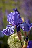 MORTON HALL, WORCESTERSHIRE: CLOSE UP PLANT PORTRAIT OF THE PURPLE, BLUE FLOWERS OF IRIS MONETS BLUE. FLOWERS, BLOOMS, SUMMER, WEST GARDEN