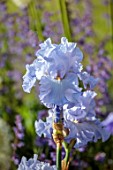 MORTON HALL, WORCESTERSHIRE: CLOSE UP PLANT PORTRAIT OF THE BLUE FLOWERS OF IRIS ABOVE THE CLOUDS. FLOWERS, BLOOMS, SUMMER, WEST GARDEN