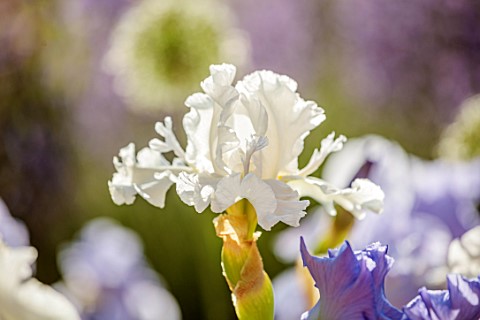 MORTON_HALL_WORCESTERSHIRE_CLOSE_UP_PLANT_PORTRAIT_OF_THE_WHITE_FLOWERS_OF_IRIS_MADEIRA_BELLE_FLOWER