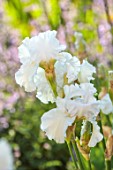 MORTON HALL, WORCESTERSHIRE: CLOSE UP PLANT PORTRAIT OF THE WHITE FLOWERS OF IRIS MADEIRA BELLE. FLOWERS, BLOOMS, SUMMER, WEST GARDEN
