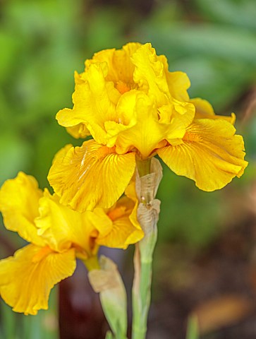 MORTON_HALL_WORCESTERSHIRE_CLOSE_UP_PLANT_PORTRAIT_OF_THE_YELLOW_FLOWERS_OF_IRIS_PAMPLEMOUSSE_FLOWER