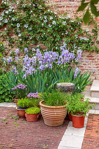 CHETTLE_DORSET_COURTYARD_GARDEN_TERRACE_CONTAINERS_PLANTED_WITH_HERBS_IRIS_PALLIDA_DALMATICA_ROSES_W