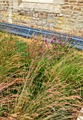 DESIGNER HARRY HOLDING: FULHAM GARDEN, ROOF TOP, WILDFLOWERS, HOUSE, SPRING, MAY, GRASSES AND DIANTHUS CARTHUSIANORUM