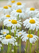 DESIGNER HARRY HOLDING - PLANT PORTRAIT OF WHITE FLOWERS OF LEUCANTHEMUM VULGARE, OXE EYE DAISY, PERENNIALS, SPRING, MAY