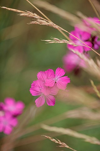 DESIGNER_HARRY_HOLDING__PLANT_PORTRAIT_OF_PINK_FLOWERS_OF_DIANTHUS_CARTHUSIANORUM_PERENNIALS_SPRING_