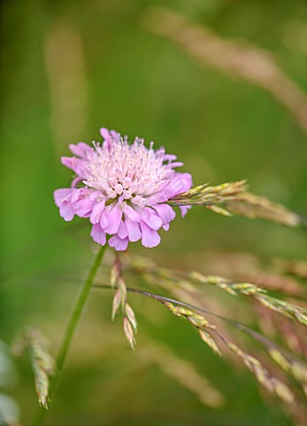 DESIGNER_HARRY_HOLDING__PLANT_PORTRAIT_OF_PALE_PINK_FLOWERS_OF_KNAUTIA_ARVENSIS_PERENNIALS_SPRING_MA