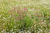 CHETTLE, DORSET: MEADOW OF OXE-EYE DAISIES AND SAINFOIN, ONOBRYCHIS VICIIFOLIA, HOLY HAY, JUNE, COUNTRYSIDE, MEADOWS, WILDFLOWERS