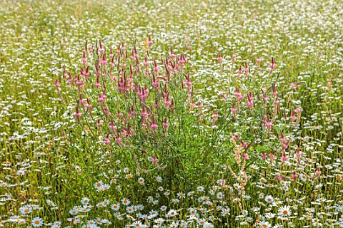 CHETTLE_DORSET_MEADOW_OF_OXEEYE_DAISIES_AND_SAINFOIN_ONOBRYCHIS_VICIIFOLIA_HOLY_HAY_JUNE_COUNTRYSIDE