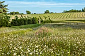 CHETTLE, DORSET: MEADOW OF OXE-EYE DAISIES AND SAINFOIN, ONOBRYCHIS VICIIFOLIA, HOLY HAY, JUNE, COUNTRYSIDE, MEADOWS, WILDFLOWERS