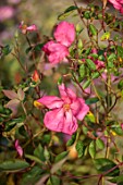 CHETTLE, DORSET: PINK FLOWERS OF ROSES, ROSA CHINENSIS MUTABILIS, JUNE
