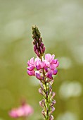 CHETTLE, DORSET: PINK FLOWERS OF WILDFLOWER, SAINFOIN, ONOBRYCHIS VICIIFOLIA, HOLY HAY, JUNE, COUNTRYSIDE, MEADOWS, WILDFLOWERS