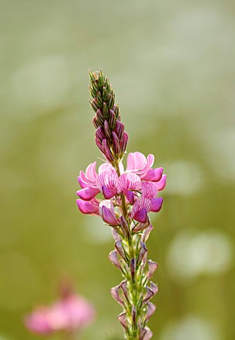 CHETTLE_DORSET_PINK_FLOWERS_OF_WILDFLOWER_SAINFOIN_ONOBRYCHIS_VICIIFOLIA_HOLY_HAY_JUNE_COUNTRYSIDE_M