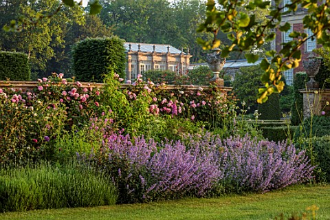 VEN_HOUSE_SOMERSET_BORDERS_EARLY_MORNING_LAWN_ROSES_ROSA_CONSTANCE_SPRY_NEPETA_SIX_HILLS_GIANT_ORANG