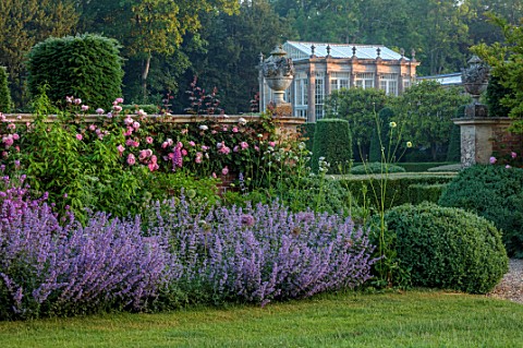 VEN_HOUSE_SOMERSET_BORDERS_EARLY_MORNING_LAWN_ROSES_ROSA_CONSTANCE_SPRY_NEPETA_SIX_HILLS_GIANT_ORANG