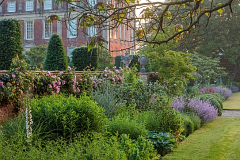 VEN_HOUSE_SOMERSET_BORDERS_EARLY_MORNING_LAWN_ROSES_ROSA_CONSTANCE_SPRY_NEPETA_SIX_HILLS_GIANT_SUMME