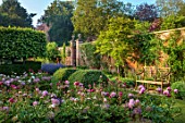 VEN HOUSE, SOMERSET: WALLS, WOODEN BENCH, SEAT, PINK FLOWERS OF PEONY, PAEONIA, IN THE WALLED GARDEN, FLOWERS FOR CUTTING, CUTTING GARDEN, JUNE, SUMMER
