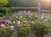 VEN HOUSE, SOMERSET: PINK FLOWERS OF PEONY, PAEONIA, IN THE WALLED GARDEN, FLOWERS FOR CUTTING, CUTTING GARDEN, JUNE, SUMMER