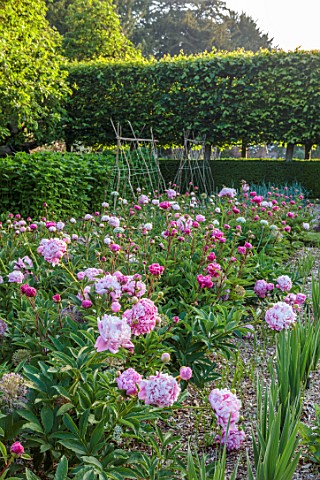 VEN_HOUSE_SOMERSET_PINK_FLOWERS_OF_PEONY_PAEONIA_IN_THE_WALLED_GARDEN_FLOWERS_FOR_CUTTING_CUTTING_GA