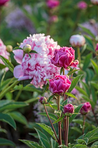 VEN_HOUSE_SOMERSET_PLANT_PORTRAIT_OF_PINK_FLOWERS_OF_PEONY_PAEONIA_IN_THE_WALLED_GARDEN_FLOWERS_FOR_