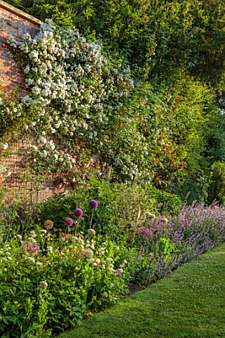 VEN_HOUSE_SOMERSET_THE_WALLED_GARDEN_ROSES_AND_ALLIUMS_WALLS_BORDERS