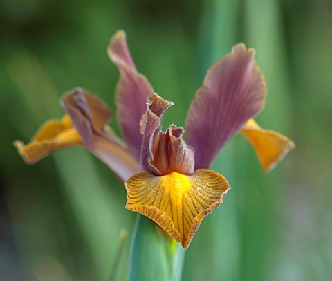 VEN_HOUSE_SOMERSET_PLANT_PORTRAIT_OF_BROWN_YELLOW_FLOWERS_OF_DUTCH_IRIS_IRIS_TIGER_MIXED_IN_THE_WALL