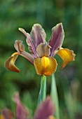 VEN HOUSE, SOMERSET: PLANT PORTRAIT OF BROWN, YELLOW FLOWERS OF DUTCH IRIS, IRIS TIGER MIXED IN THE WALLED GARDEN, FLOWERS FOR CUTTING, CUTTING GARDEN, JUNE, SUMMER