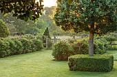 WESTBROOK HOUSE, SOMERSET: LAWN, OAK GATE, BORROWED LANDSCAPE, ROSES, HEDGES, HEDGING OF ROSA RUGOSA ROSERAIE DE LHAY, COUNTRY, GARDEN, BOX CUBES, PYRUS NIVALIS