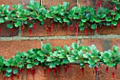 HORIZONTAL LINES OF RIBES SPECIOSUM GROWING AGAINST A BRICK WALL