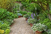 WESTBROOK HOUSE, SOMERSET: GRAVEL GARDEN, SHADE, SHADY, TERRACOTTA CONTAINERS WITH VARIEGATED HOSTAS