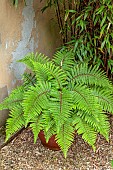 WESTBROOK HOUSE, SOMERSET: SHADE, SHADY, GRAVEL, GREEN LEAVES, FOLIAGE OF FERN IN CONTAINER