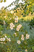 WESTBROOK HOUSE, SOMERSET: WHITE FLOWERS OF WILD ROSE, ROSA X DUPONTII, DECIDUOUS, SHRUBS, GRASS, MEADOW, MUSK
