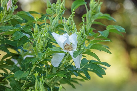 WESTBROOK_HOUSE_SOMERSET_WHITE_FLOWERS_OF_WILD_ROSE_ROSA_RUGOSA_ALBA_DECIDUOUS_SHRUBS_GRASS_MEADOW
