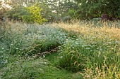 WESTBROOK HOUSE, SOMERSET: GRASS PATH THROUGH WILDFLOWERS AND GRASSES IN THE MEADOW, WHITE, FLOWERS, BLOOMS, SUMMER