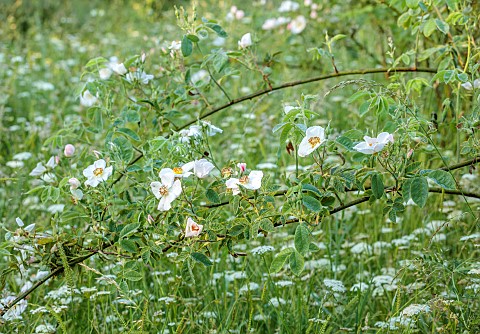 WESTBROOK_HOUSE_SOMERSET_WHITE_FLOWERS_OF_WILD_ROSE_ROSA_X_DUPONTII_DECIDUOUS_SHRUBS_GRASS_MEADOW