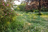 WESTBROOK HOUSE, SOMERSET: PINK FLOWERS, BLOOMS OF WILD ROSE, ROSA CALIFORNICA PLENA, SUMMER, MEADOW, GRASSES, TREES, SCARLET OAK, QUERCUS COCCINEA