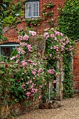 ADMINGTON HALL, WARWICKSHIRE: ROSES, PINK FLOWERS, BLOOMS OF ROSA RAUBRITTER OVER STONE ARHCWAY