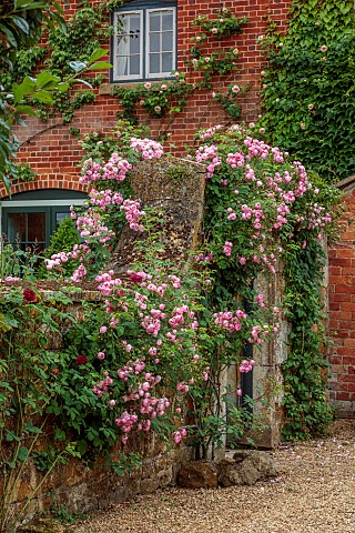 ADMINGTON_HALL_WARWICKSHIRE_ROSES_PINK_FLOWERS_BLOOMS_OF_ROSA_RAUBRITTER_OVER_STONE_ARHCWAY