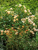 ADMINGTON HALL. WARWICKSHIRE: BORDER, SUMMER, PALE YELLOW, SOFT APRICOT FLOWERS OF ROSA THE LARK ASCENDING, GEUM TOTALLY TANGERINE, CLIMBERS, CLIMBING, ROSES