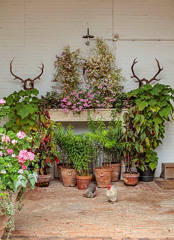 ADMINGTON_HALL_WARWICKSHIRE_COURTYARD_TERRACOTTA_CONTAINERS_FILLED_WITH_LILLIES_GERANIUMS_FIREPLACE_