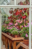 ADMINGTON HALL, WARWICKSHIRE: GREENHOUSE, GLASSHOUSE, TERRACOTTA CONTAINERS PLANTED WITH GERANIUMS, PELARGONIUMS