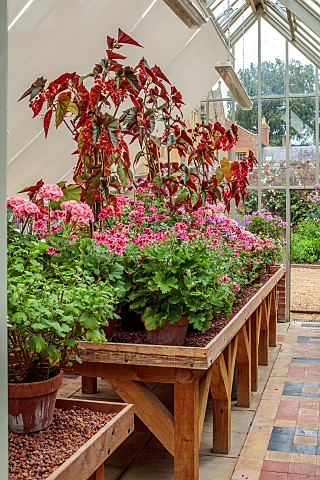 ADMINGTON_HALL_WARWICKSHIRE_GREENHOUSE_GLASSHOUSE_TERRACOTTA_CONTAINERS_PLANTED_WITH_GERANIUMS_PELAR
