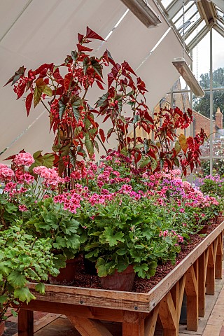 ADMINGTON_HALL_WARWICKSHIRE_GREENHOUSE_GLASSHOUSE_TERRACOTTA_CONTAINERS_PLANTED_WITH_GERANIUMS_PELAR