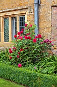 ADMINGTON HALL, WARWICKSHIRE: RED , PINK FLOWERS OF ROSE, ROSA CHARLES DE MILLS, OLD ROSE, AGAINST WALL