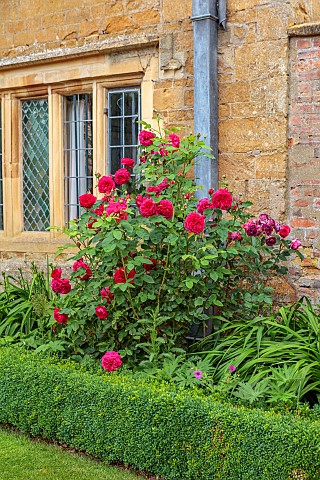 ADMINGTON_HALL_WARWICKSHIRE_RED__PINK_FLOWERS_OF_ROSE_ROSA_CHARLES_DE_MILLS_OLD_ROSE_AGAINST_WALL