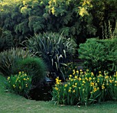 THE LILY PONDS WITH PHORMIUM AND IRISES AT HUNTINGTON BOTANICAL GARDENS  LOS ANGELES  CALIFORNIA.