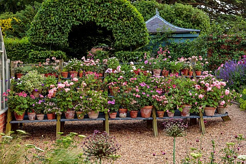 ADMINGTON_HALL_WARWICKSHIRE_PLANT_STAND_OUTSIDE_GREENHOUSE_TERRACOTTA_CONTAINERS_PLANTED_WITH_PELARG