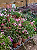 ADMINGTON HALL, WARWICKSHIRE: PLANT STAND OUTSIDE GREENHOUSE, TERRACOTTA CONTAINERS PLANTED WITH PELARGONIUMS, WALLED GARDEN