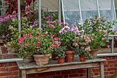 ADMINGTON HALL, WARWICKSHIRE: PLANT STAND OUTSIDE GREENHOUSE, TERRACOTTA CONTAINERS PLANTED WITH PELARGONIUMS
