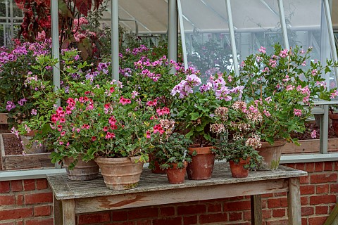 ADMINGTON_HALL_WARWICKSHIRE_PLANT_STAND_OUTSIDE_GREENHOUSE_TERRACOTTA_CONTAINERS_PLANTED_WITH_PELARG