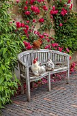 ADMINGTON HALL, WARWICKSHIRE: CHICKENS ON WOODEN BENCH, SEAT IN FRONT OF RED ROSES ON WALL